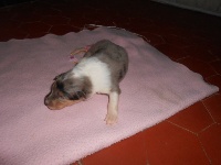 CHIOT