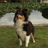 Jorjie lovely lady Des mille Eclats des Tournesols