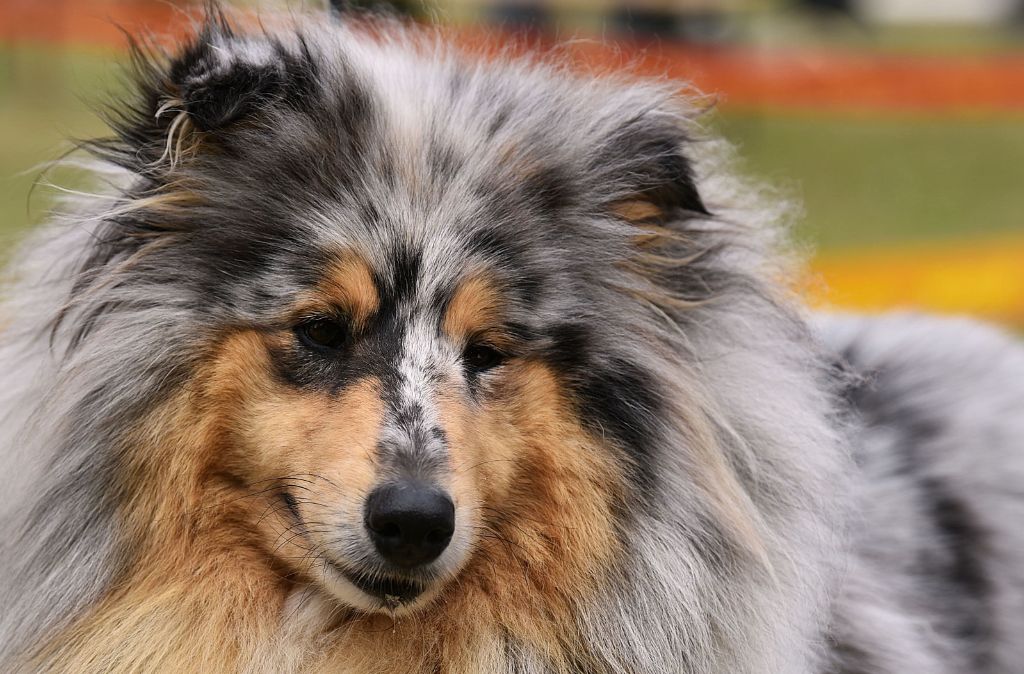 Toute la vie en bleu Des mille vergers