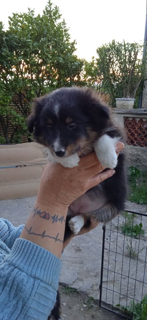 Des mille vergers - Shetland Sheepdog - Portée née le 18/03/2022