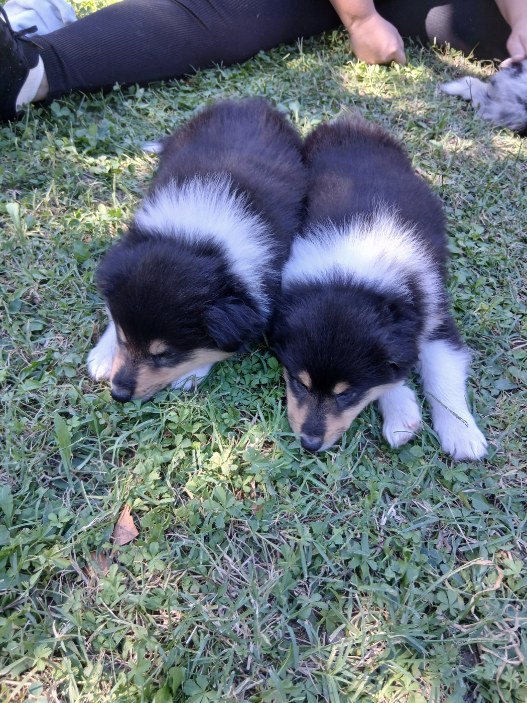 Des mille vergers - Chiots disponibles - Colley à poil long