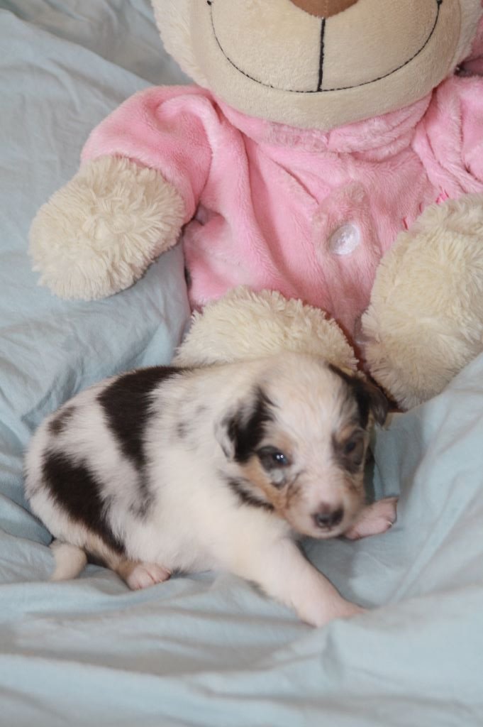 Des mille vergers - Shetland Sheepdog - Portée née le 06/02/2019