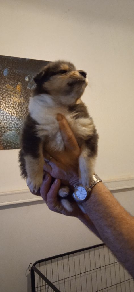 Des mille vergers - Colley à poil long - Portée née le 22/12/2022