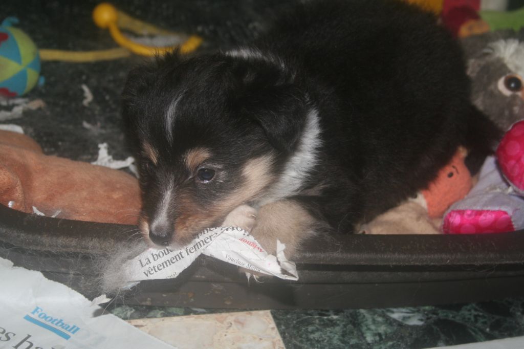 Des mille vergers - Chiots disponibles - Shetland Sheepdog