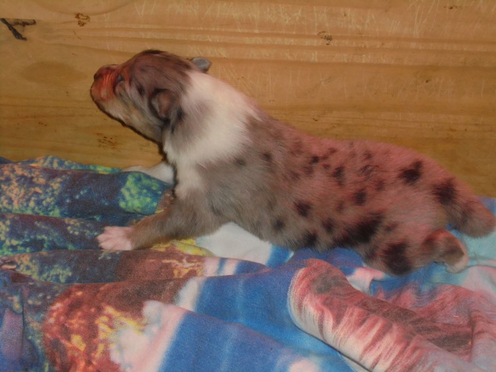 Des mille vergers - Colley à poil long - Portée née le 24/05/2021