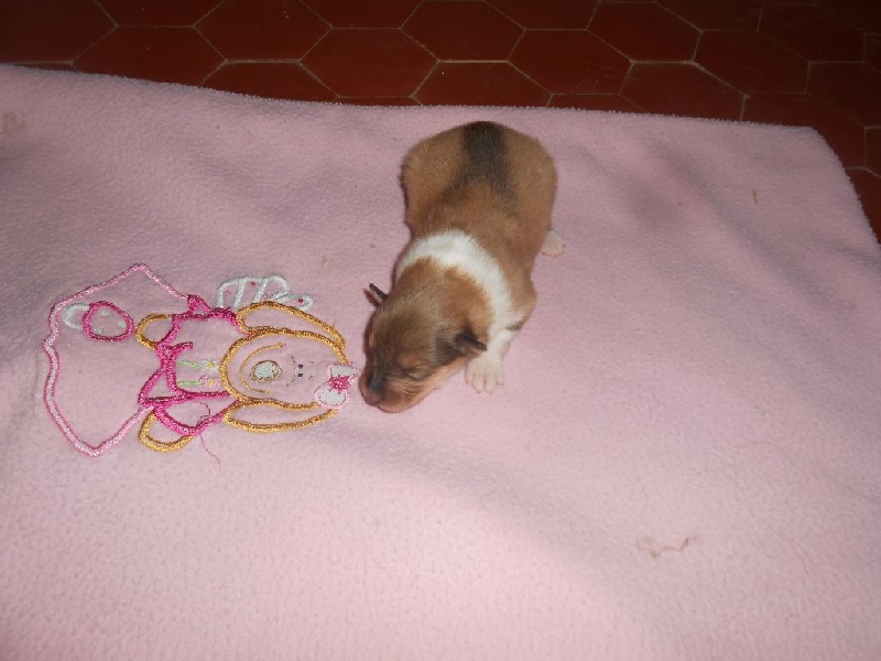 Des mille vergers - Colley à poil long - Portée née le 28/01/2016