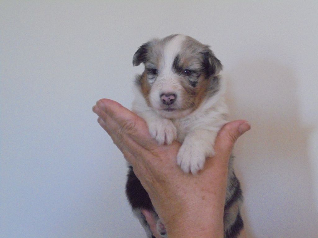 Des mille vergers - Shetland Sheepdog - Portée née le 18/03/2022