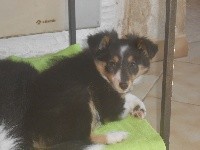CHIOT