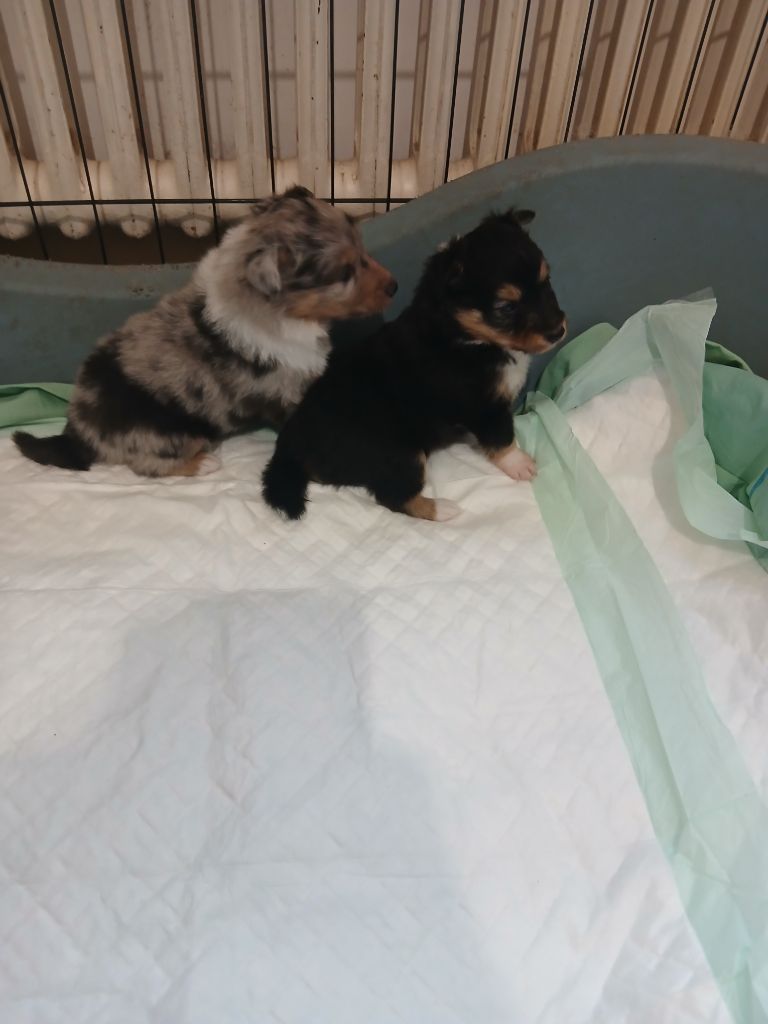 Des mille vergers - Chiots disponibles - Shetland Sheepdog