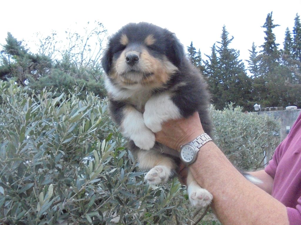 Des mille vergers - Colley à poil long - Portée née le 16/02/2022
