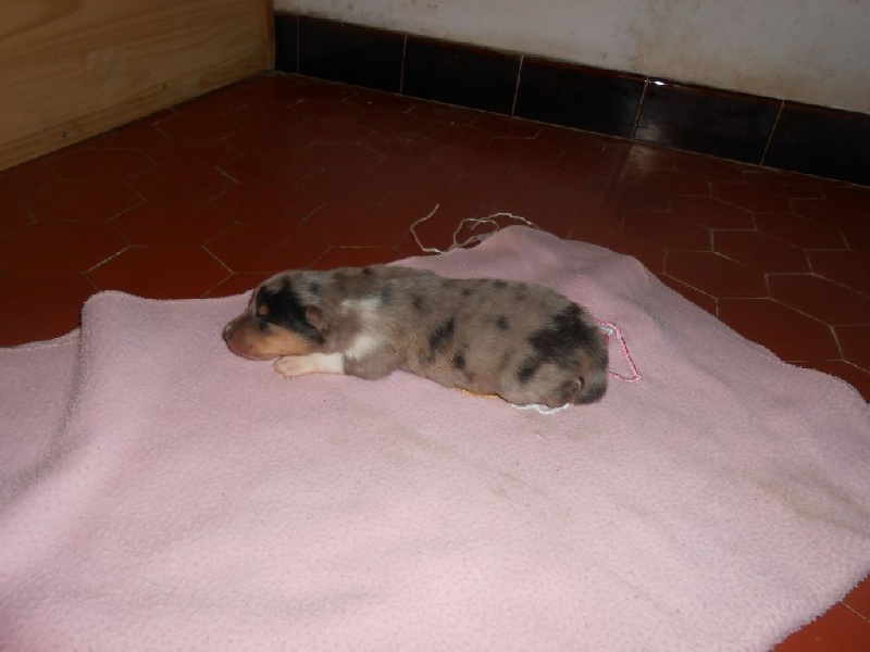 Des mille vergers - Colley à poil long - Portée née le 18/05/2015