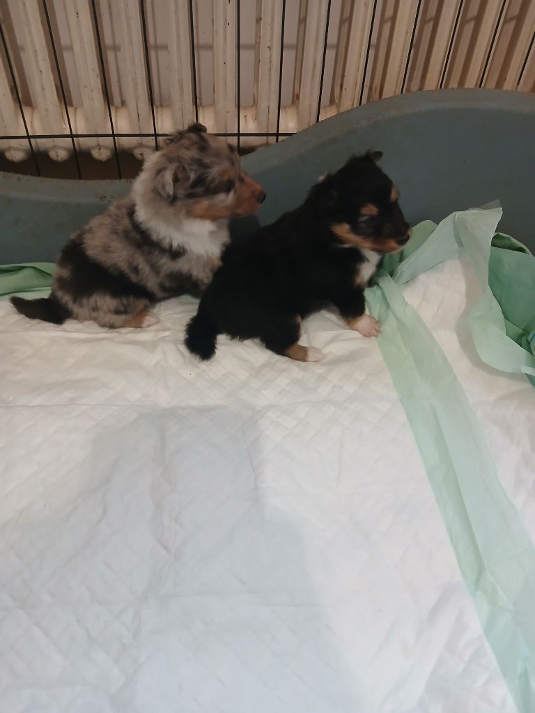 Des mille vergers - Chiots disponibles - Shetland Sheepdog